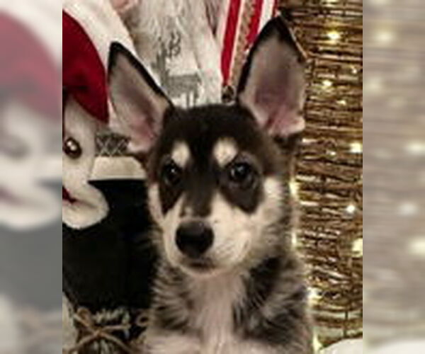 Medium Photo #2 Siberian Husky-Unknown Mix Puppy For Sale in Fremont, CA, USA