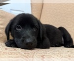 Small #5 Golden Shepherd