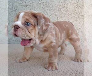 English Bulldog Puppy for sale in WATERLOO, IN, USA