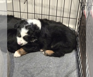Miniature Australian Shepherd Puppy for sale in WADESBORO, NC, USA
