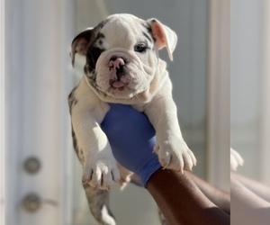 English Bulldog Puppy for sale in MEMPHIS, TN, USA