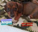 Small Photo #5 Dachshund Puppy For Sale in WALLACE, CA, USA
