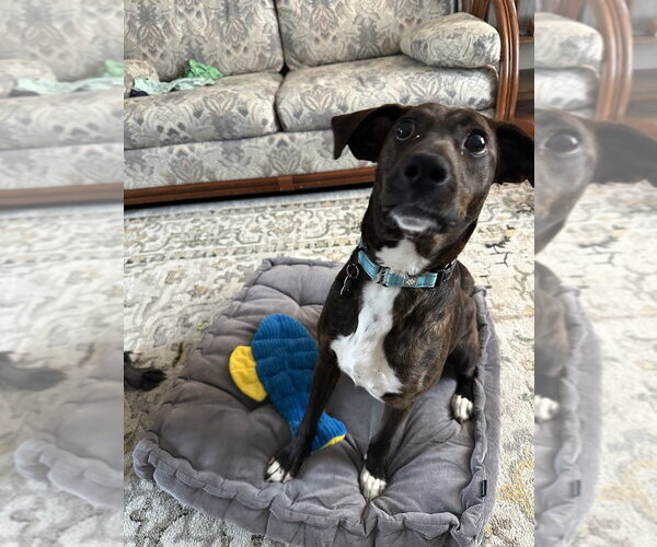 Medium Photo #2 Plott Hound-Unknown Mix Puppy For Sale in Springdale, PA, USA