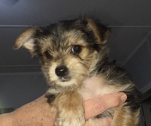 Yorkshire Terrier Puppy for sale in BEAUFORT, SC, USA