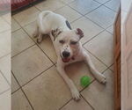 Small #7 American Bulldog