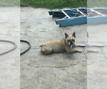 Small Photo #1 Boston Terrier Puppy For Sale in BARDSTOWN, KY, USA