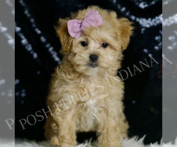 Medium Photo #2 Maltipoo Puppy For Sale in WARSAW, IN, USA