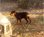 Small #3 Rottweiler