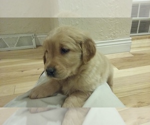 Golden Labrador-Golden Retriever Mix Puppy for sale in PULASKI, WI, USA