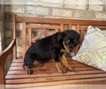 Small Photo #3 Rottweiler Puppy For Sale in FORT WORTH, TX, USA