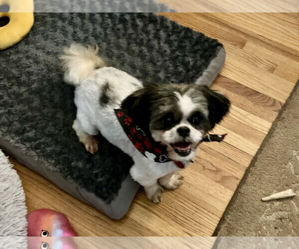 Medium Photo #9 Shih Tzu-Unknown Mix Puppy For Sale in Farmington, MN, USA