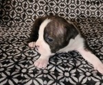 Puppy Puppy 1 sold American Staffordshire Terrier