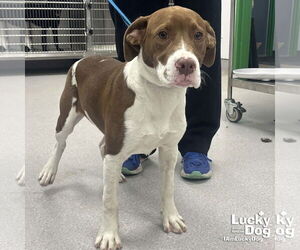 Lab-Pointer Dogs for adoption in Washington, DC, USA