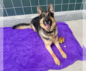 ZEUS - Male German Shepherd Dog Dog for Adoption - Photo #2