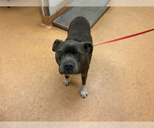 Mutt Dogs for adoption in Martinez, CA, USA