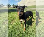 Small #1 Labrador Retriever Mix