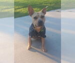 Small #20 American Pit Bull Terrier Mix