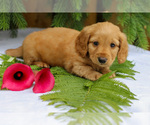 Small #2 Dachshund