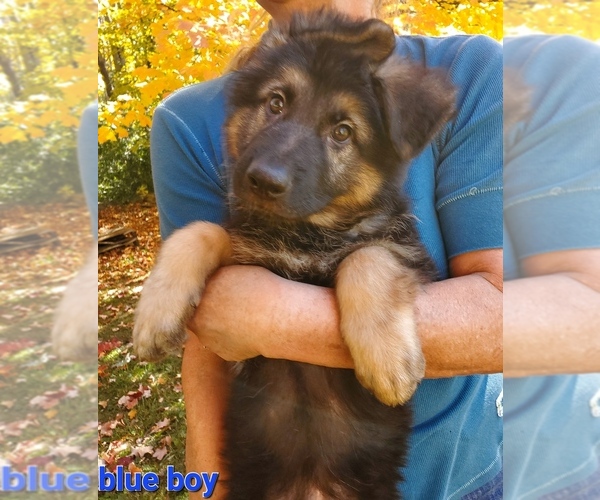 View Ad German Shepherd Dog Puppy for Sale near Wisconsin, MENOMONEE