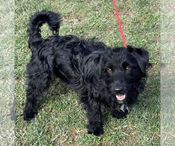 Medium Photo #1 Mutt Puppy For Sale in Batavia, OH, USA