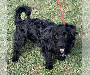 Mutt Dogs for adoption in Batavia, OH, USA