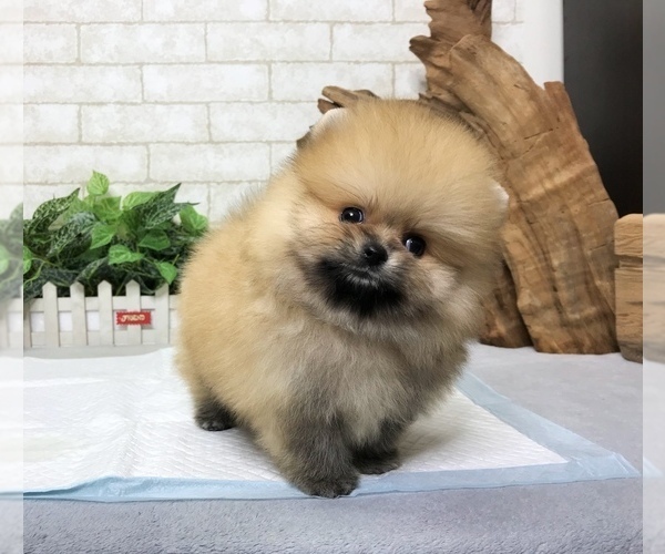 Medium Photo #3 Pomeranian Puppy For Sale in LOS ANGELES, CA, USA