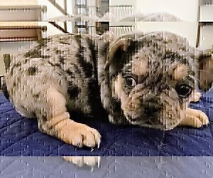 Medium French Bulldog