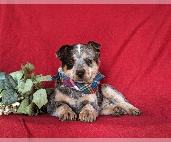 Medium Photo #5 Australian Cattle Dog Puppy For Sale in CONESTOGA, PA, USA