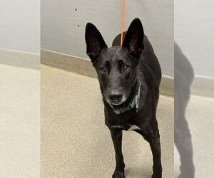 German Shepherd Dog-Unknown Mix Dogs for adoption in Las Vegas, NV, USA
