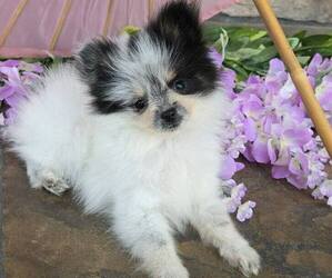 Pomeranian Puppy for sale in ORRVILLE, OH, USA