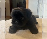 Puppy Reba Shih Tzu