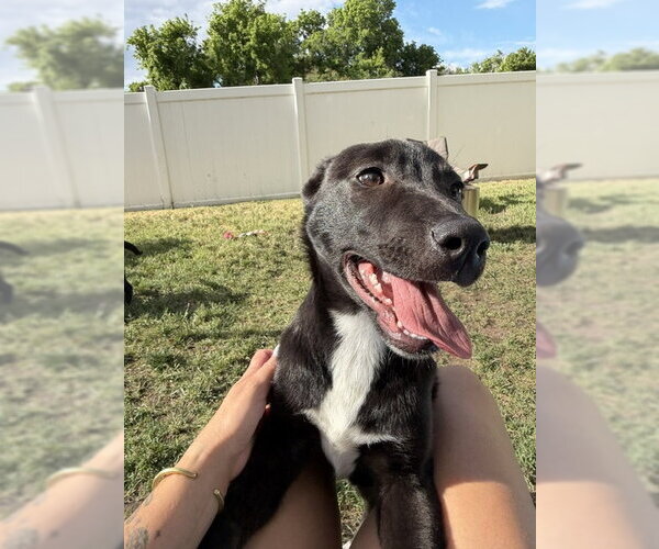 Medium Photo #9 Labrador Retriever-Unknown Mix Puppy For Sale in Sandy, UT, USA