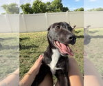 Small #8 Labrador Retriever Mix