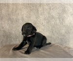 Small #8 Labrador Retriever