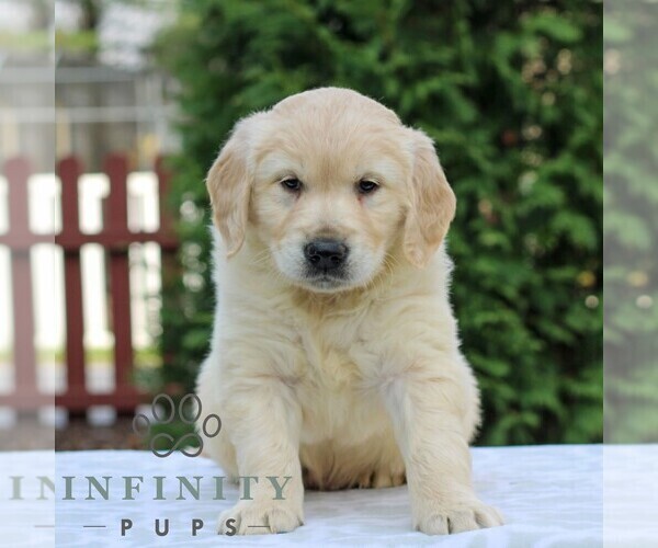 Medium Photo #5 Golden Retriever Puppy For Sale in MANHEIM, PA, USA
