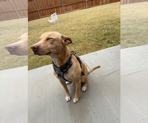 Medium Photo #6 American Pit Bull Terrier-Chihuahua Mix Puppy For Sale in McKinney, TX, USA