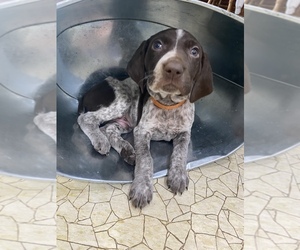 German Shorthaired Pointer Puppy for sale in RIVERVIEW, MI, USA