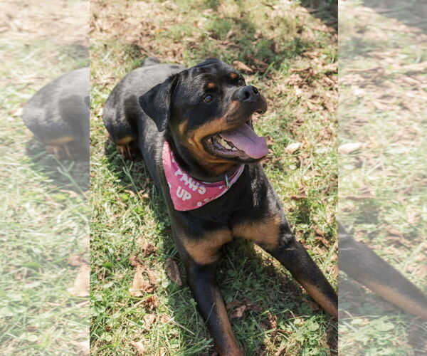 Medium Photo #3 Rottweiler Puppy For Sale in Mooresville, NC, USA