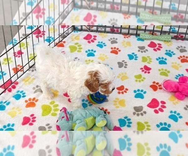 Medium Photo #10 Cavapoo (Miniature)-Poodle (Toy) Mix Puppy For Sale in ORO VALLEY, AZ, USA