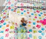 Small #9 Cavapoo (Miniature)-Poodle (Toy) Mix