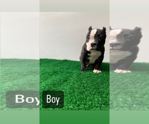 American Bully Puppy for sale in STOCKTON, CA, USA