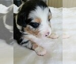 Small Photo #2 Australian Shepherd Puppy For Sale in ERDA, UT, USA