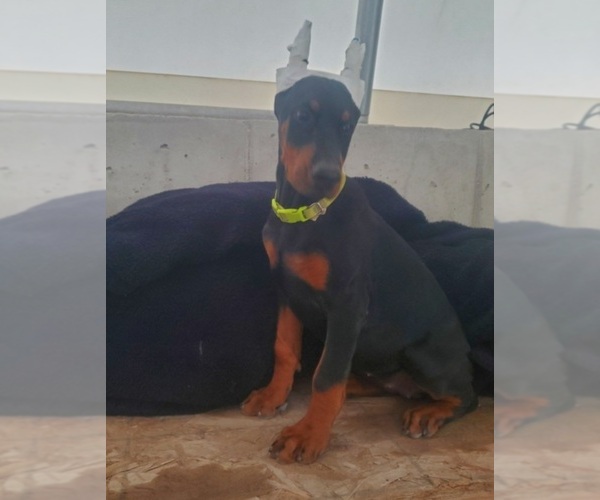 Medium Photo #1 Doberman Pinscher Puppy For Sale in AUBURN, IN, USA