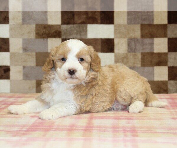 Medium Photo #2 Bernedoodle (Miniature) Puppy For Sale in DENVER, PA, USA