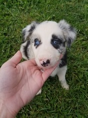 Border Collie Puppy for sale in ENGLEWOOD, TN, USA