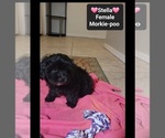 Small Photo #3 Morkie Poo (Toy) Puppy For Sale in TUCSON, AZ, USA