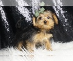 Small #3 Morkie