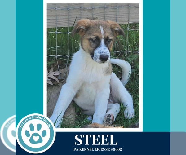 Medium Photo #4 Mutt Puppy For Sale in Kimberton, PA, USA