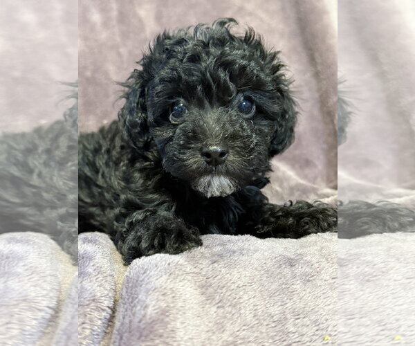 Medium Photo #2 Poodle (Miniature)-Unknown Mix Puppy For Sale in Pacolet, SC, USA