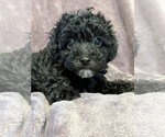 Small #1 Poodle (Miniature) Mix